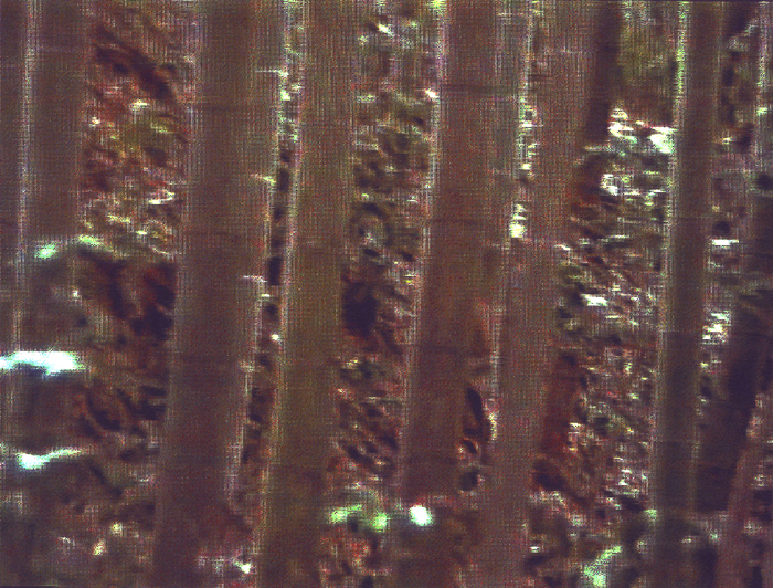 bamboo-1